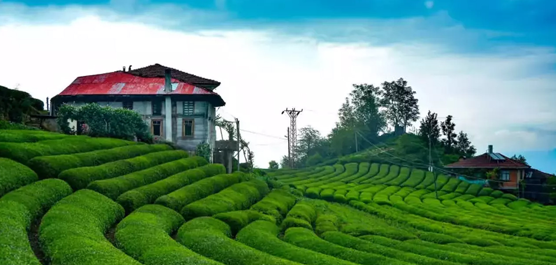 Private Daily Tour  Rize Tour